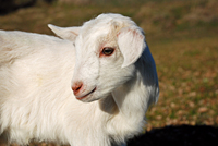Farm Sanctuary