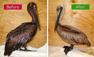 Oiled Pelican