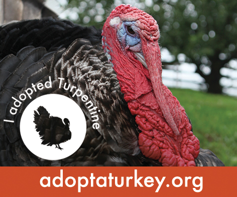 Adopt A Turkey